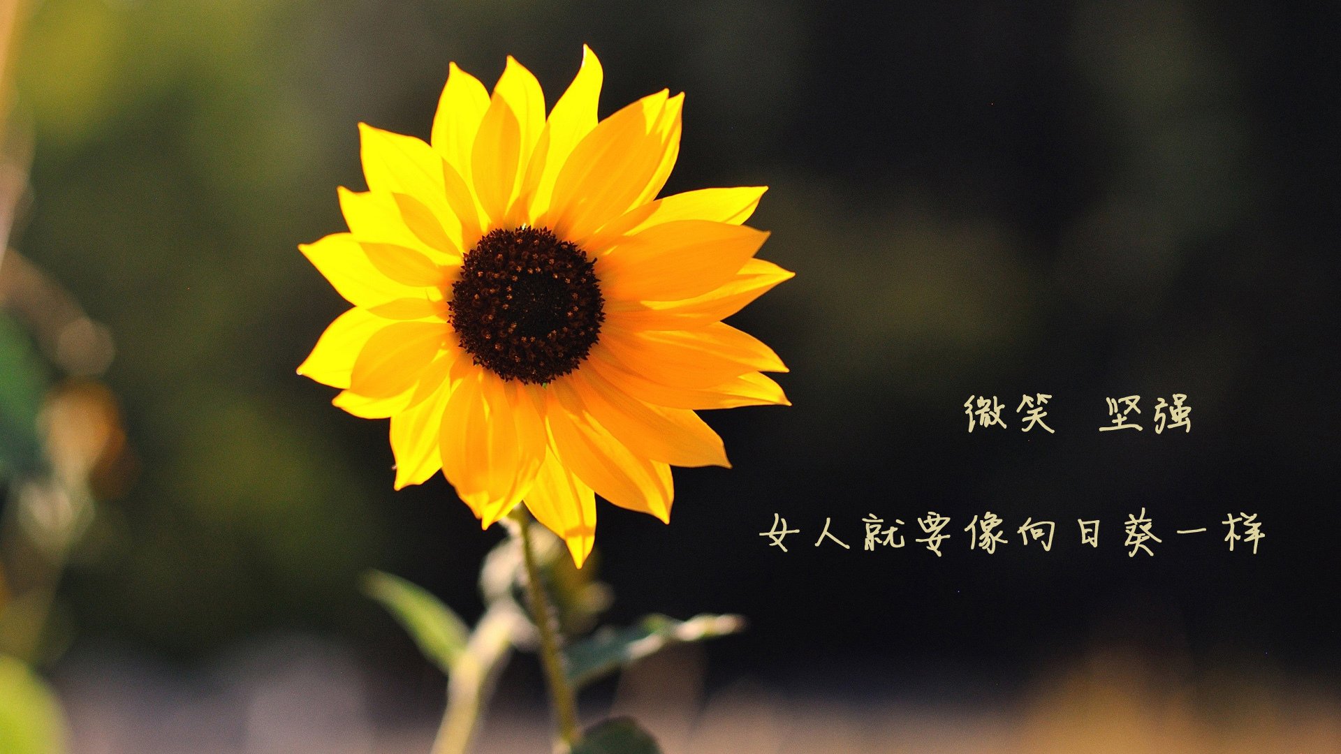 切尔西中场组织流畅，控球率高居榜首，切尔西的中场